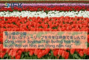 luyện dịch tin tiếng Nhật hoa tulip