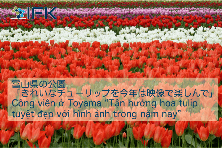 luyện dịch tin tiếng Nhật hoa tulip