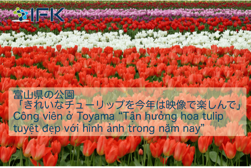 luyện dịch tin tiếng Nhật hoa tulip