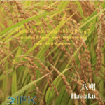 “Hassaku” vào ngày 1 tháng 8 là gì? ～Hassaku ở Gion, một truyền thống mùa hè ở Kyoto～