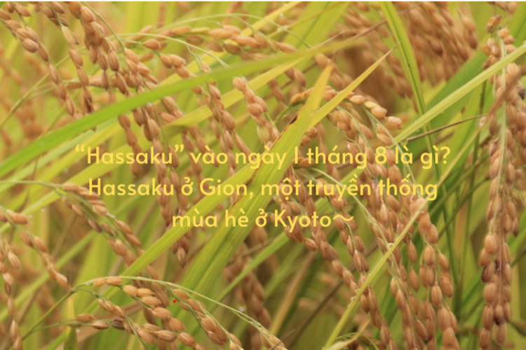 “Hassaku” vào ngày 1 tháng 8 là gì ～Hassaku ở Gion, một truyền thống mùa hè ở Kyoto～