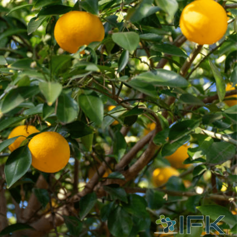 “Hassaku” vào ngày 1 tháng 8 là gì ～Hassaku ở Gion, một truyền thống mùa hè ở Kyoto～(1)