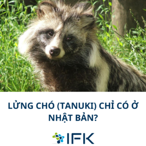 Lửng chó (Tanuki) chỉ có ở Nhật Bản?