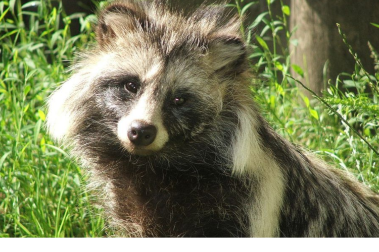Lửng chó (Tanuki) chỉ có ở Nhật Bản?