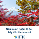 Nếu muốn ngắm lá đỏ, hãy đến Yamanashi