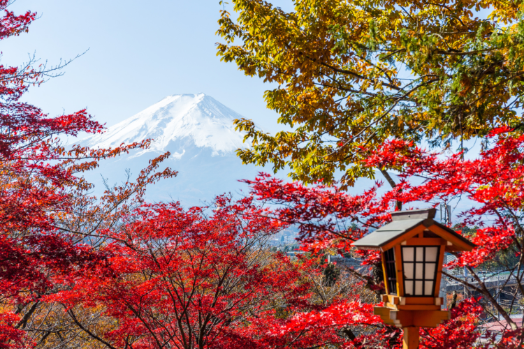Nếu muốn ngắm lá đỏ, hãy đến Yamanashi