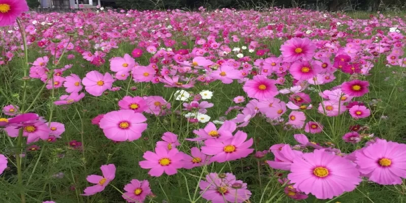 canh dong hoa cosmos nhat ban