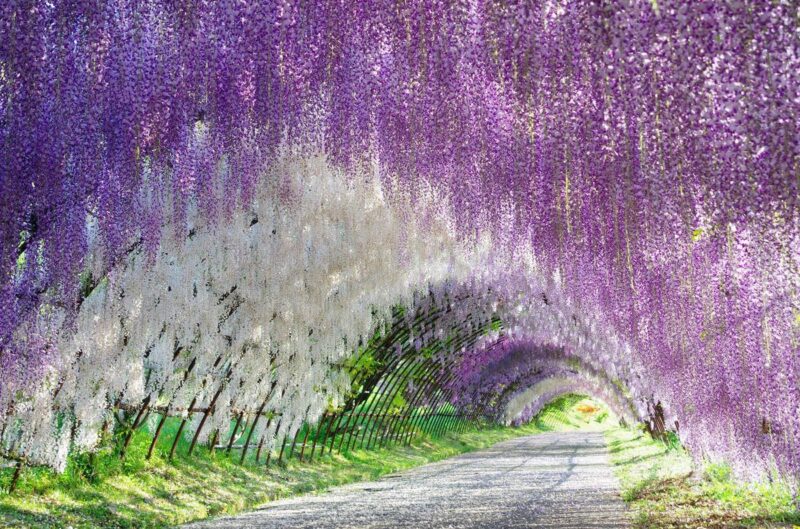 cong vien hoa tu dang o Ashikaga