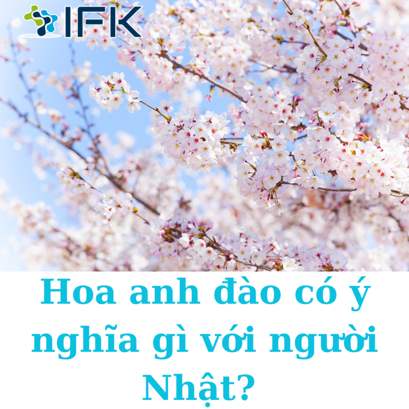HOA ANH DAO CO Y NGHIA GI VOI NGUOI NHAT