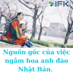 Nguồn gốc của việc ngắm hoa anh đào ở Nhật Bản