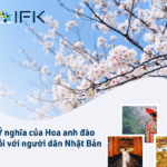 Ý nghĩa của hoa anh đào đối với người dân Nhật Bản. Giới thiệu ba loại anh đào nổi tiếng nhất của Nhật Bản 