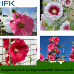 [Hoa Hollyhocks] Những bông hoa báo hiệu mùa mưa kết thúc