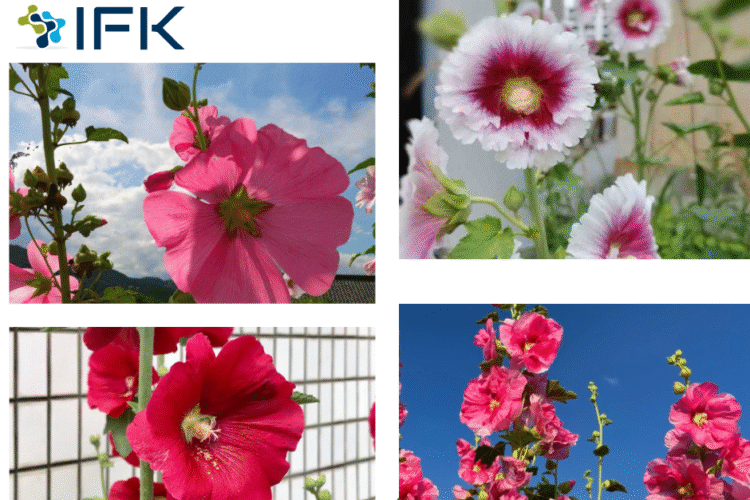 [Hoa Hollyhocks] Nhung bong hoa bao hieu mua mua ket thuc