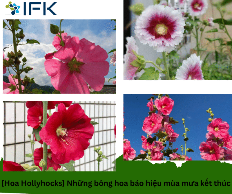 [Hoa Hollyhocks] Nhung bong hoa bao hieu mua mua ket thuc