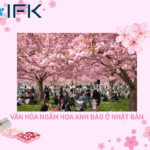 Văn hóa ngắm hoa anh đào ở Nhật Bản