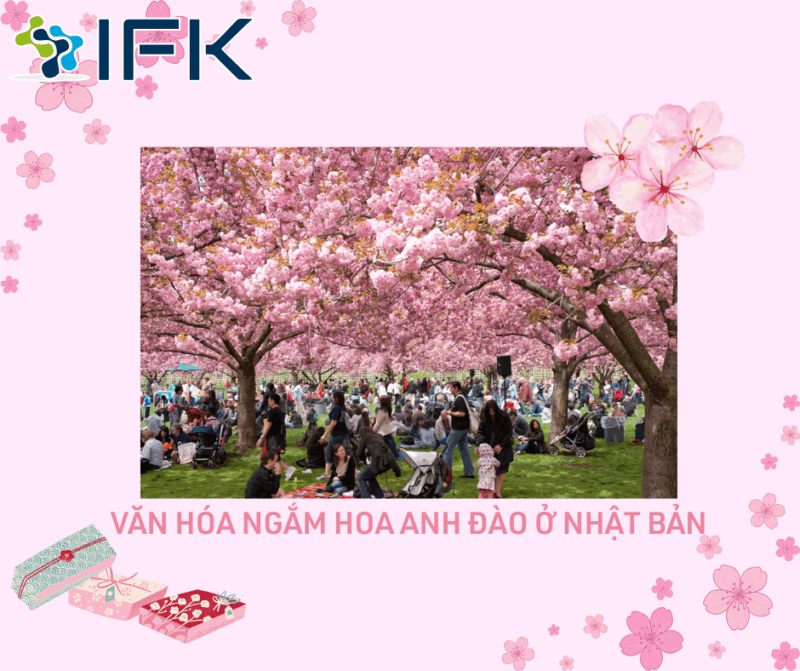 Van hoa ngam hoa anh dao o Nhat Ban