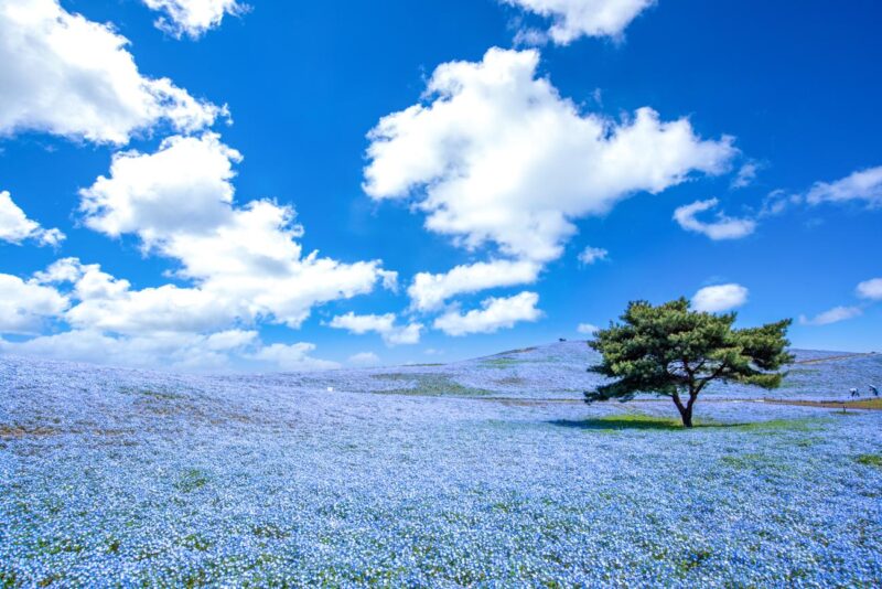 Hitachi Seaside Park Ibaraki